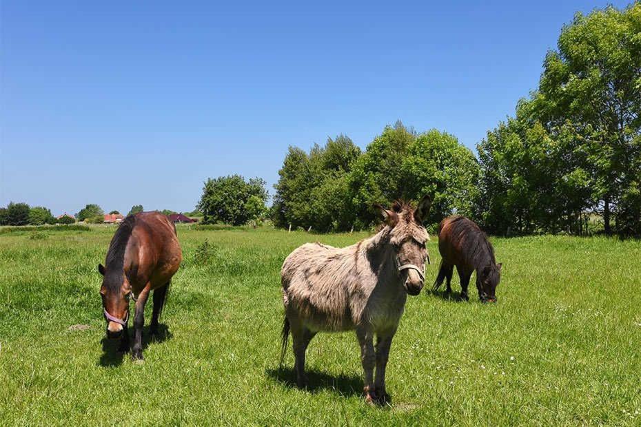 Ferienwohnungen Janssen-Graalfs Schillig Bagian luar foto